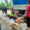 DISBUNNAK MELAKSANAKAN PELATIHAN PENGOLAHAN HASIL PERKEBUNAN (PEMBUATAN VCO)